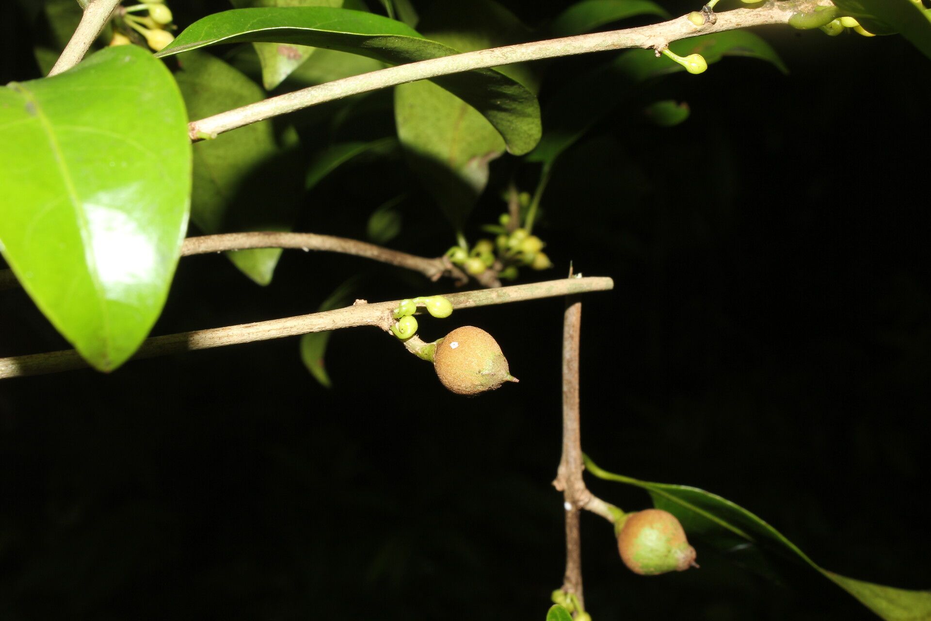 Pouteria juruana fruit