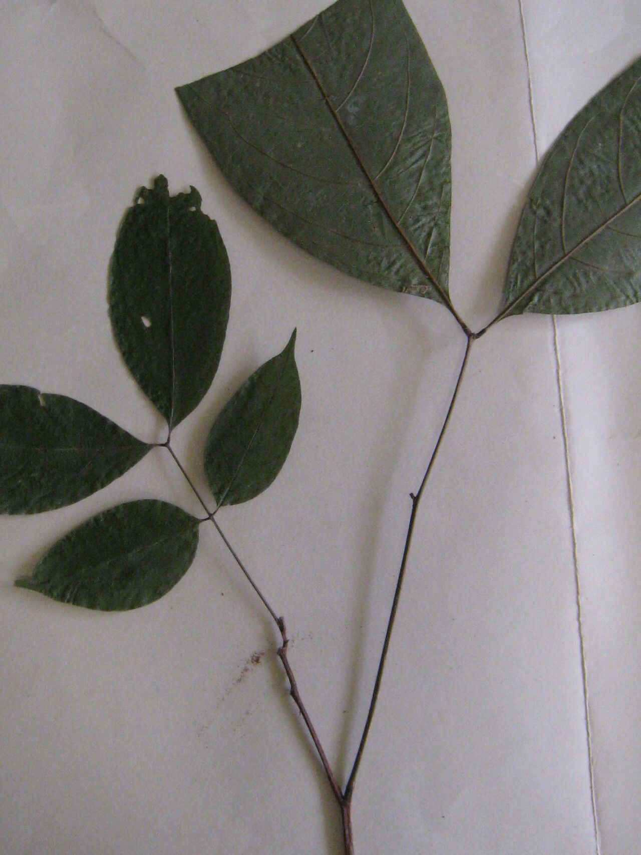 Inga cinnamomea other