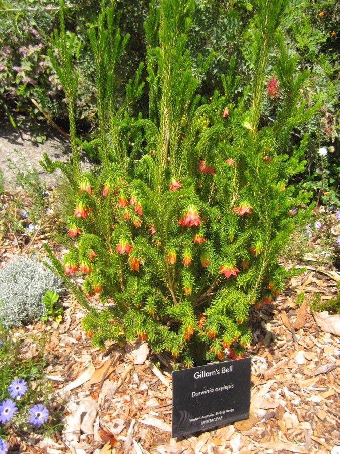 Darwinia oxylepis flower