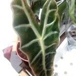 Alocasia sanderiana