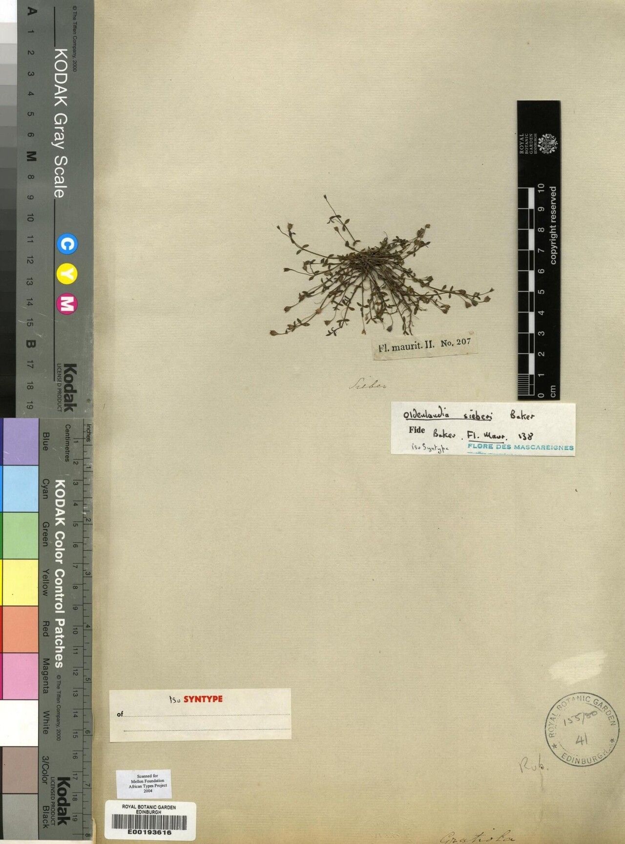 Oldenlandia sieberi — houseplant care guide