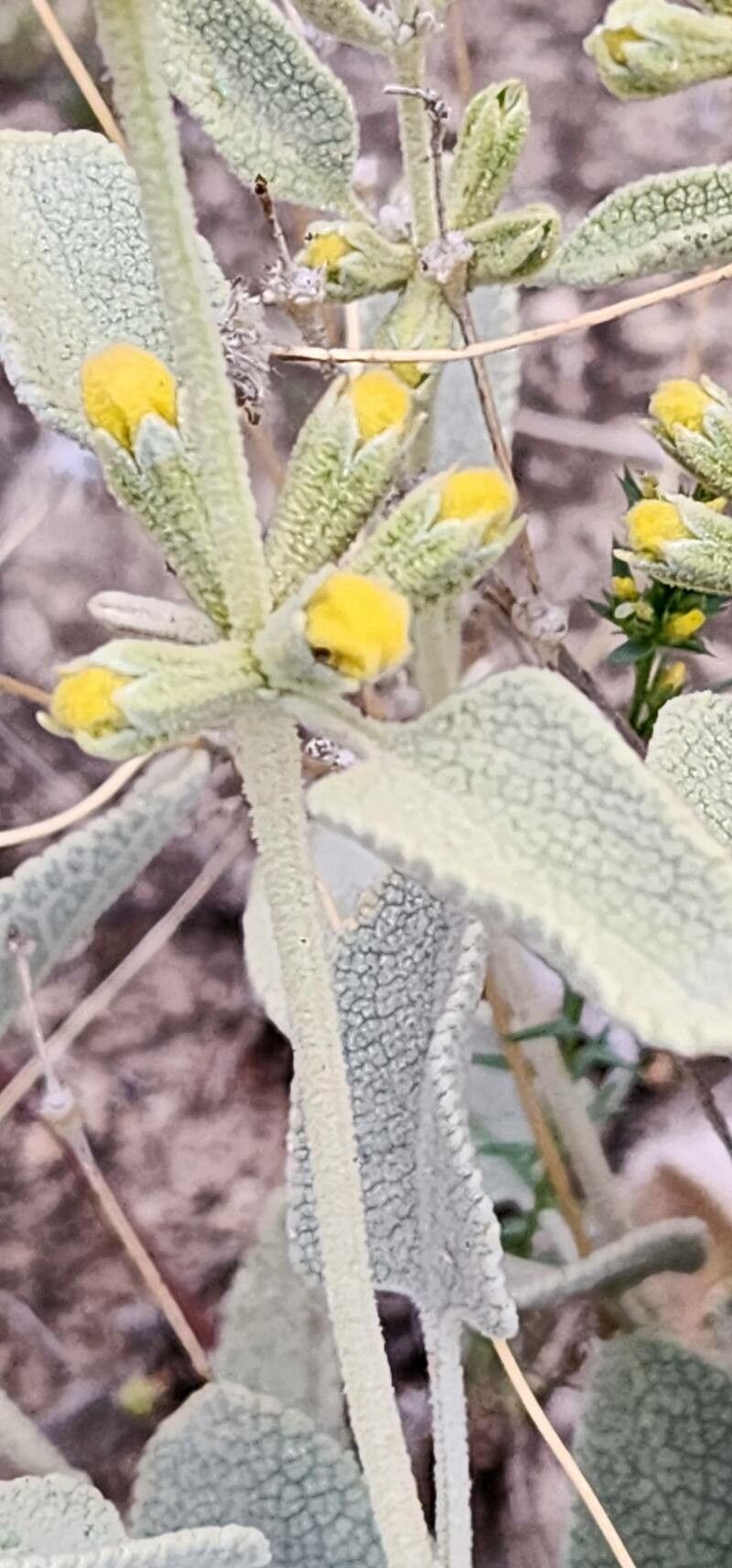 Phlomis olivieri — search result for 'Phlomis'