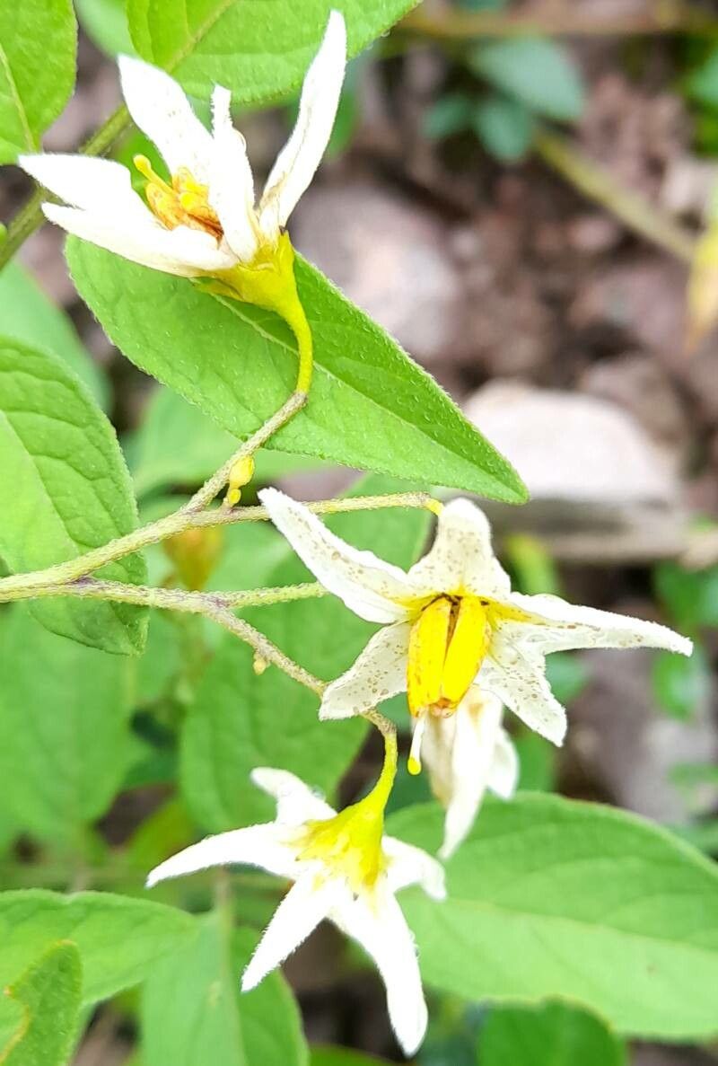 Solanum berthaultii flower