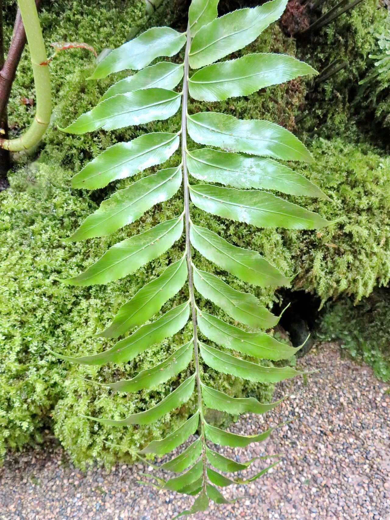 Asplenium lyallii leaf