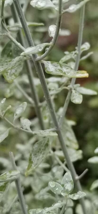 Clinopodium serpyllifolium bark