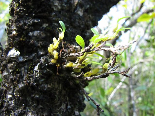Bulbophyllum absconditum habit