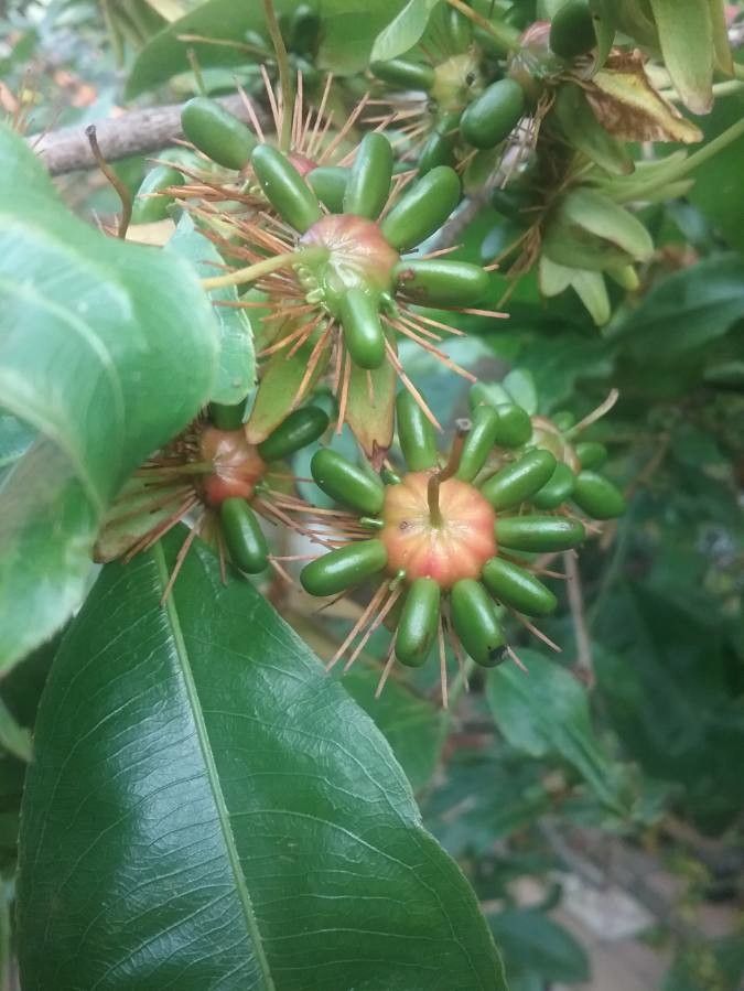 Ochna integerrima fruit