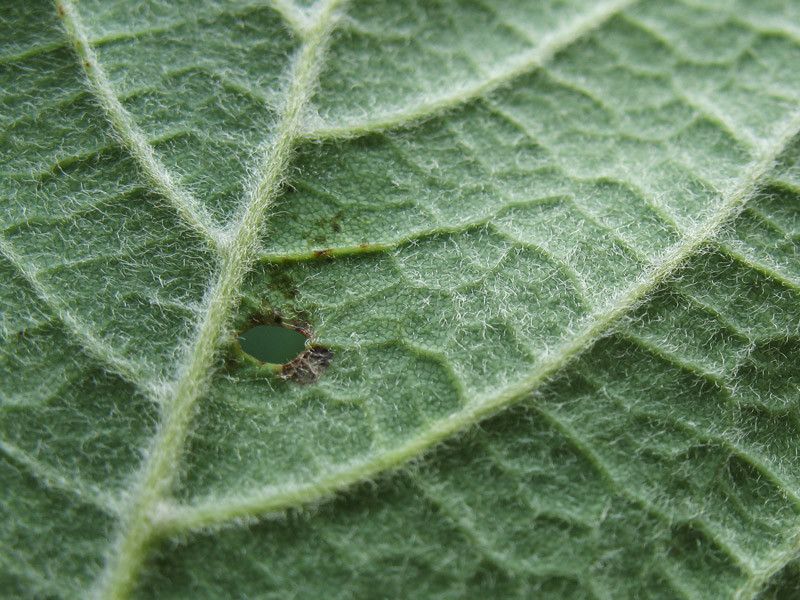 Acer neapolitanum — houseplant care guide