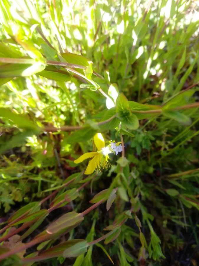 Hypericum australe — search result for 'Hypericum'