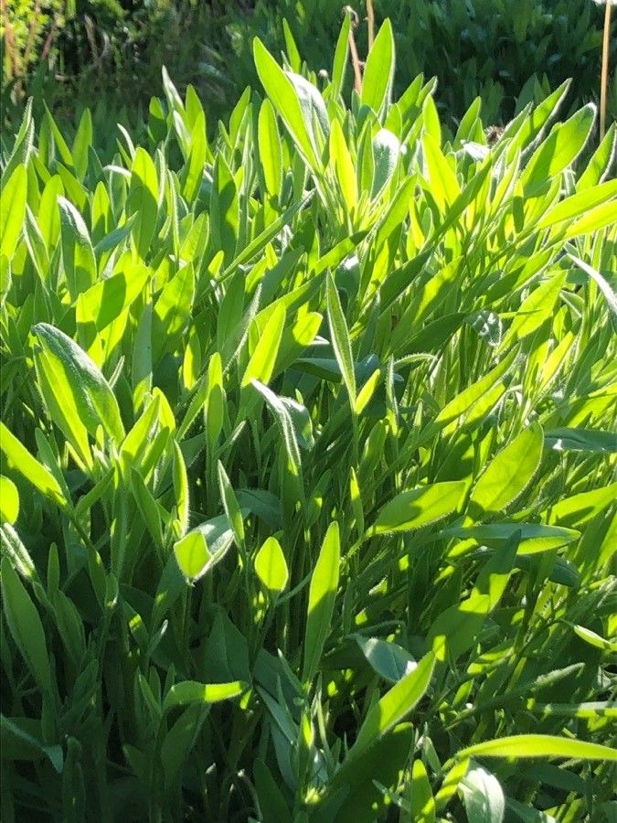 Bidens micrantha leaf