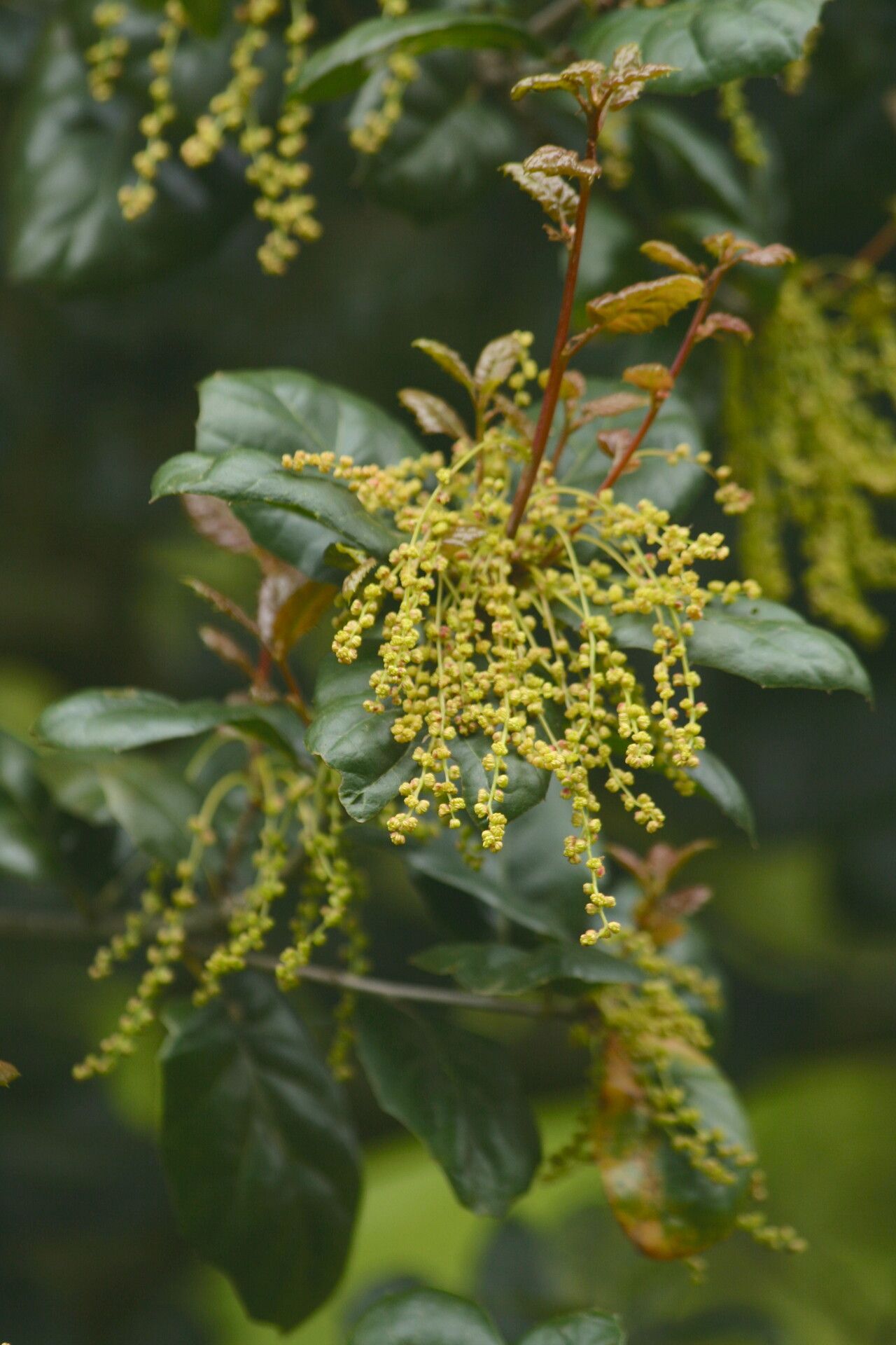 Quercus agrifolia flower
