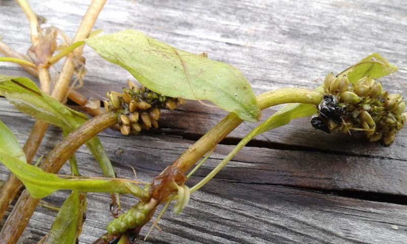 Potamogeton alpinus flower