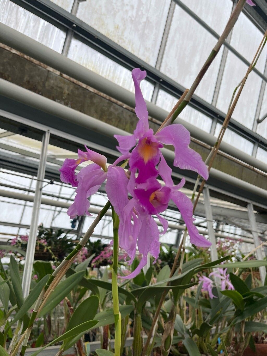 Calanthe rubens flower