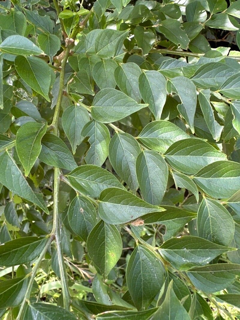 Phyllanthus acuminatus