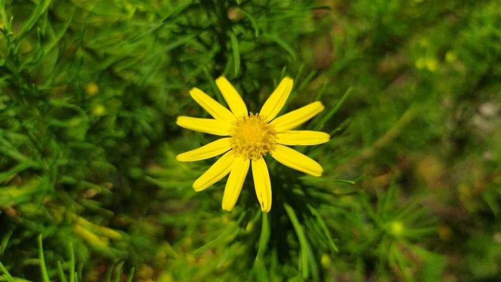 Euryops linearis flower