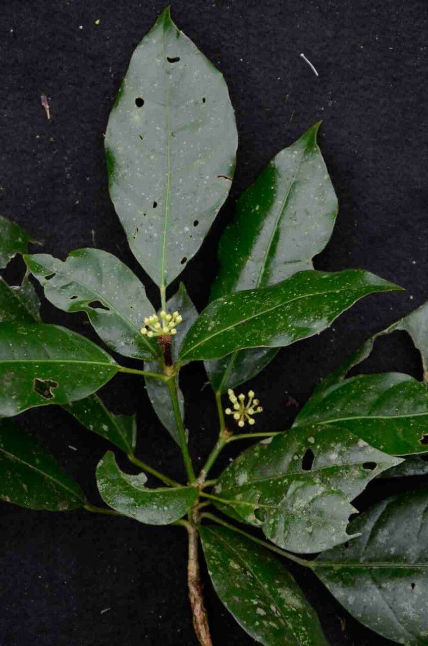 Dendropanax australis flower