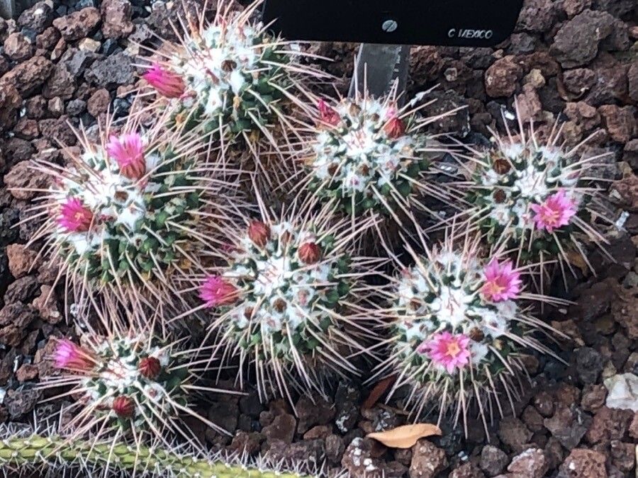 Mammillaria compressa — search result for 'Cactaceae'