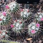 Mammillaria compressa