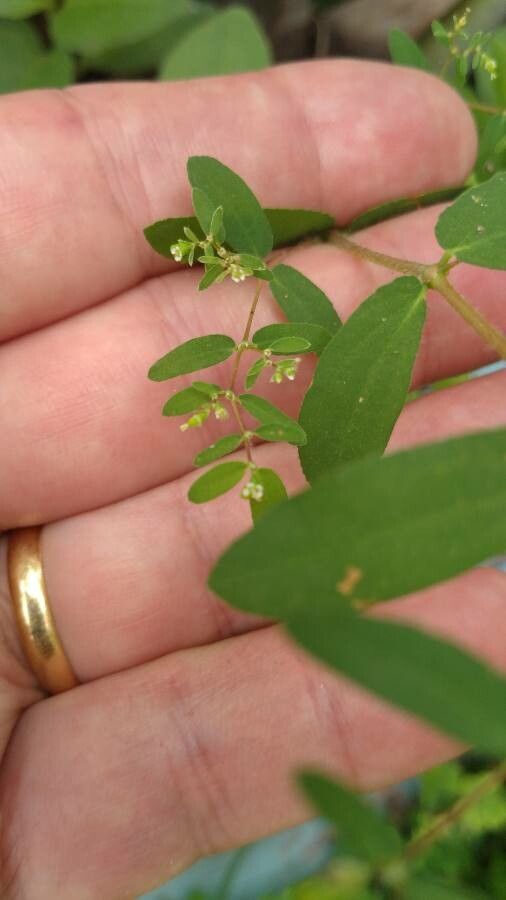 Euphorbia nutans flower