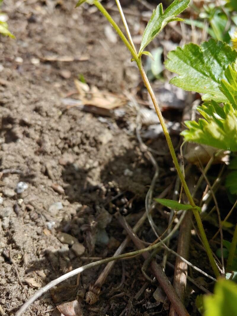 Waldsteinia fragarioides bark