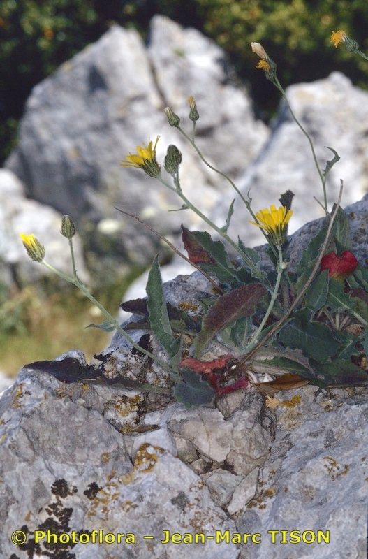 Hieracium sutteri habit