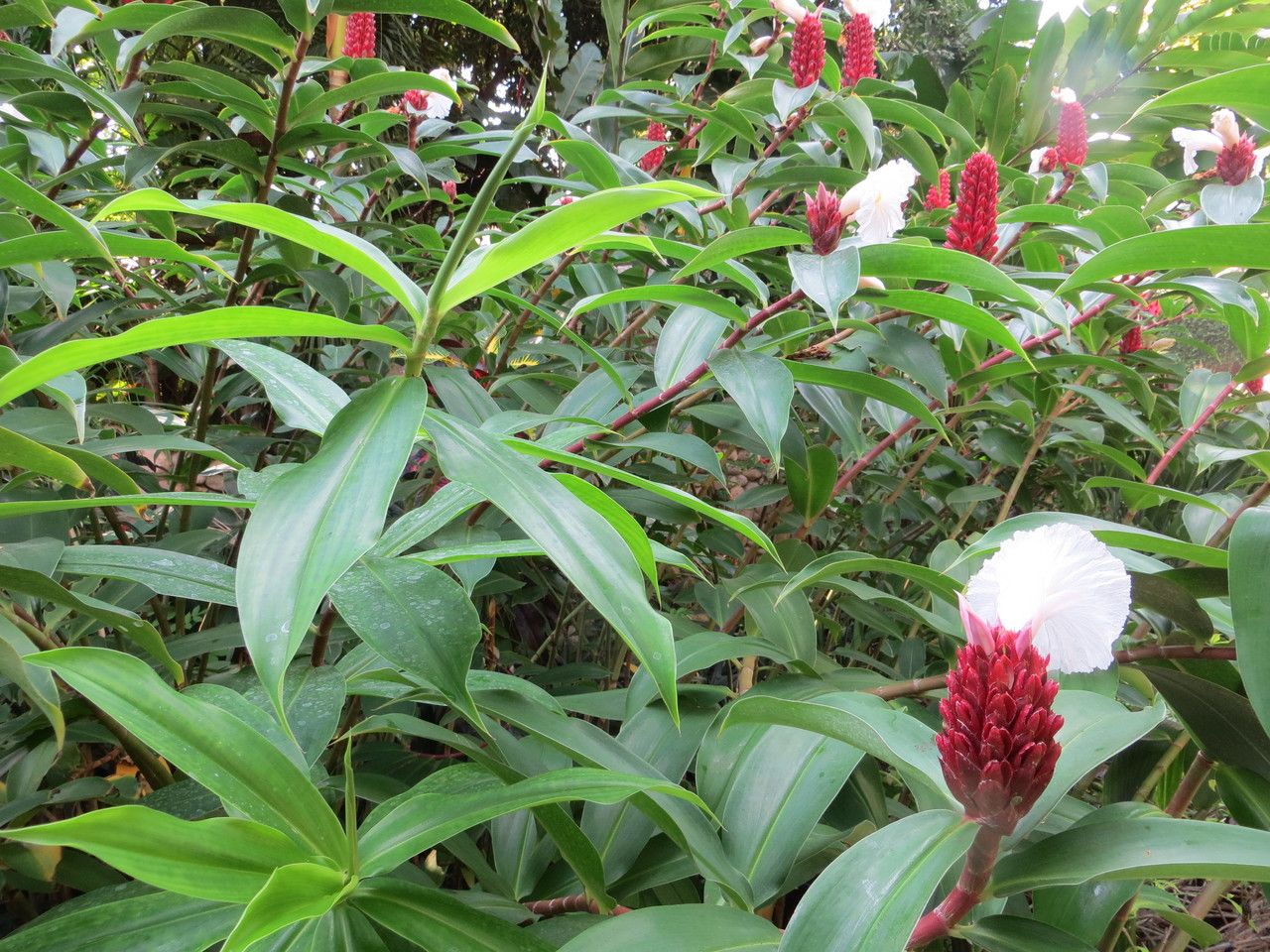 Costus speciosus habit