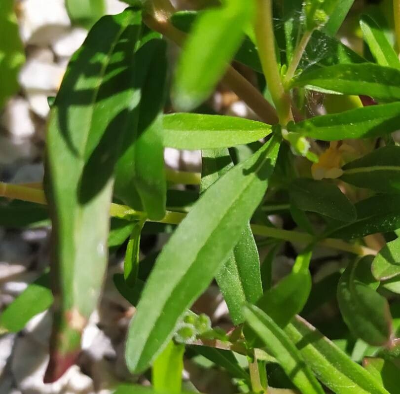 Oenothera perennis leaf