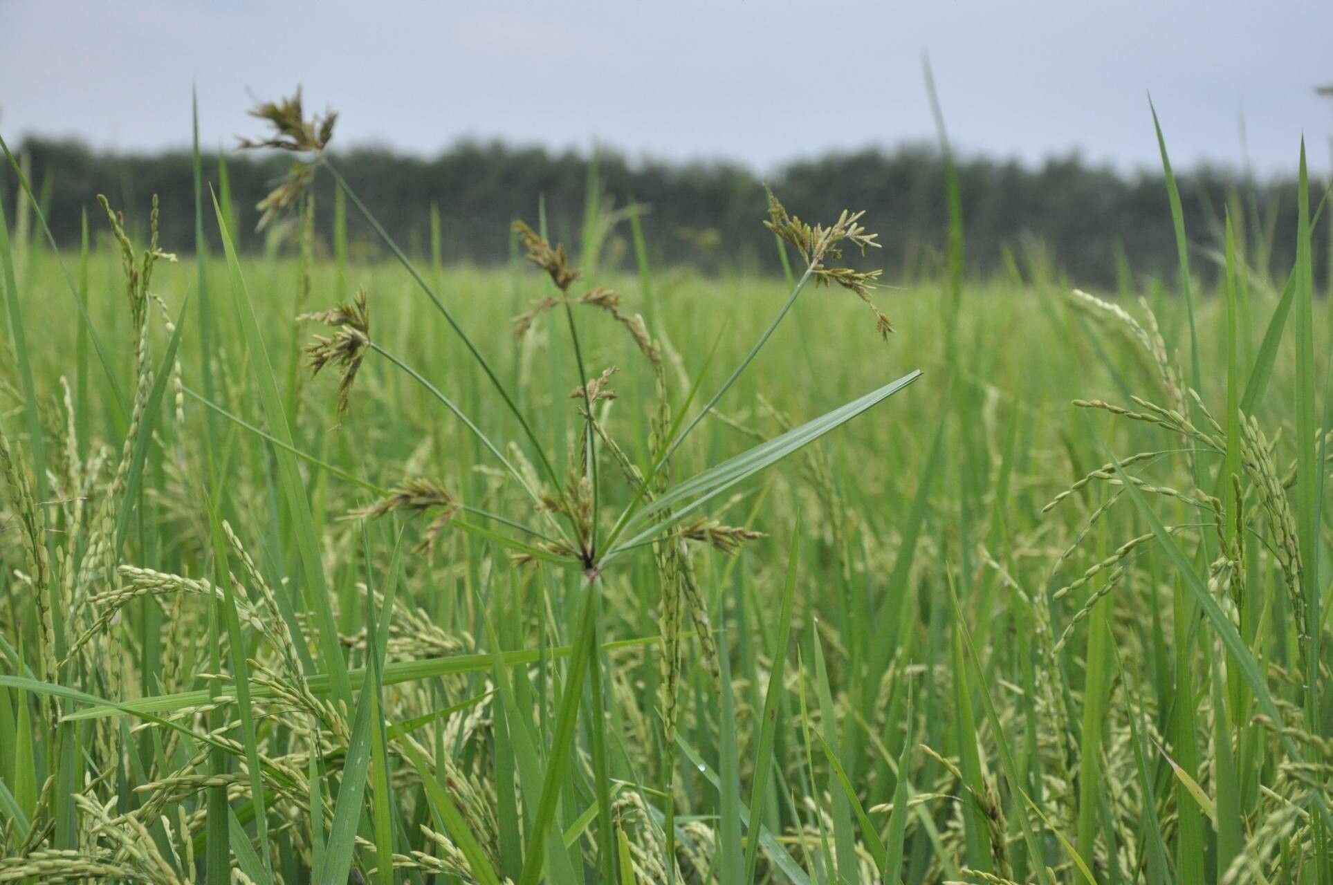 Cyperus imbricatus flower