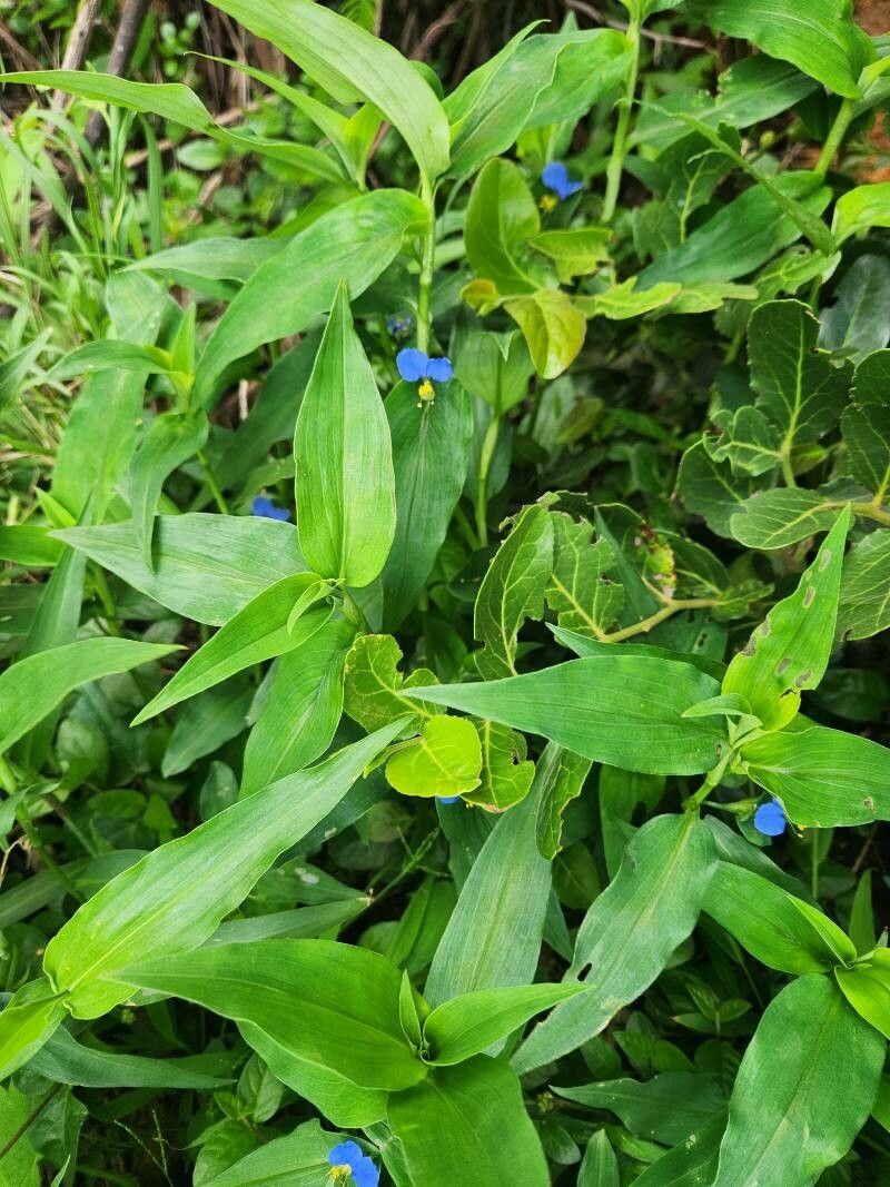 Commelina foliacea — search result for 'Commelina'