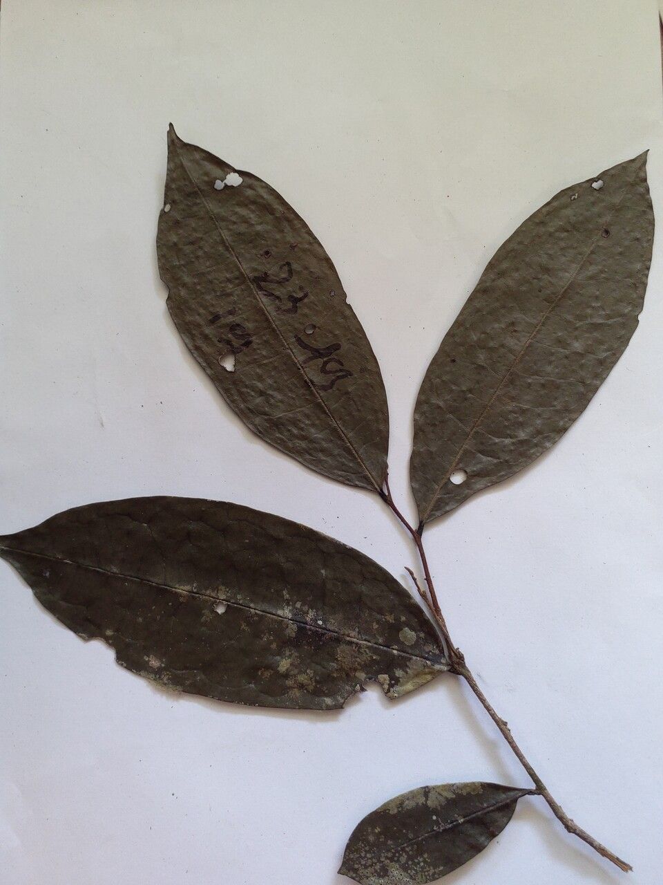 Duguetia inconspicua leaf