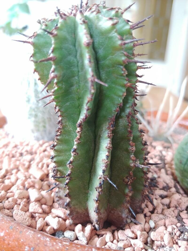 Euphorbia horrida flower