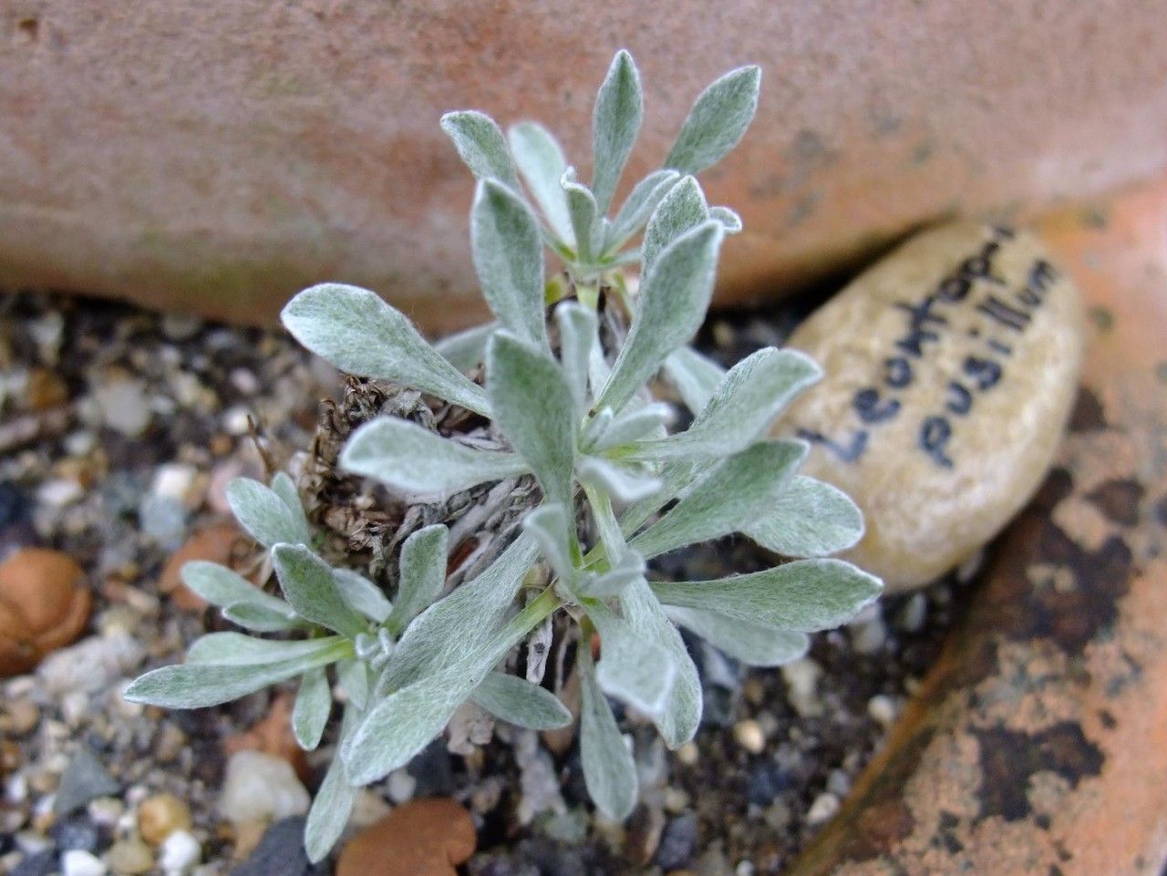 Leontopodium pusillum — search result for 'Leontopodium'