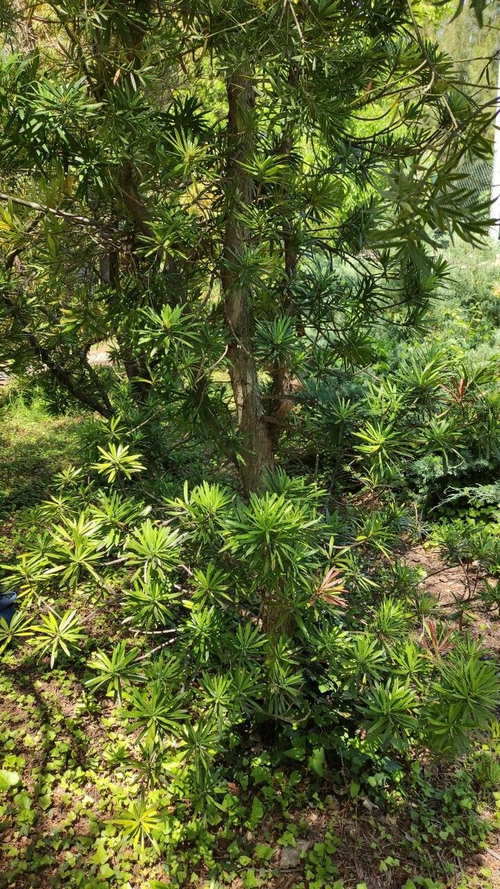 Podocarpus lambertii habit