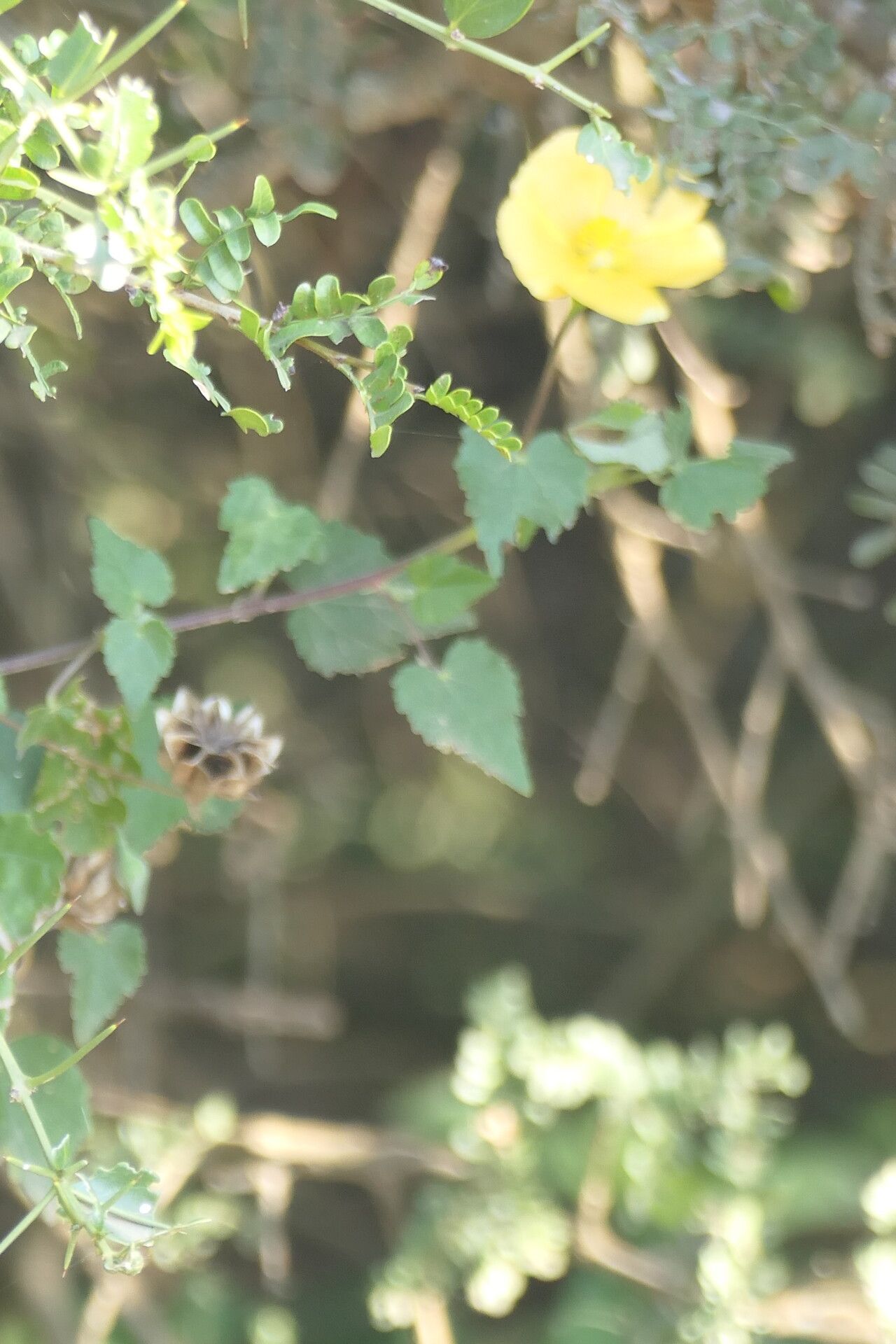Abutilon sonneratianum — search result for 'Hibiscus'