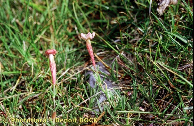 Silene petrarchae habit