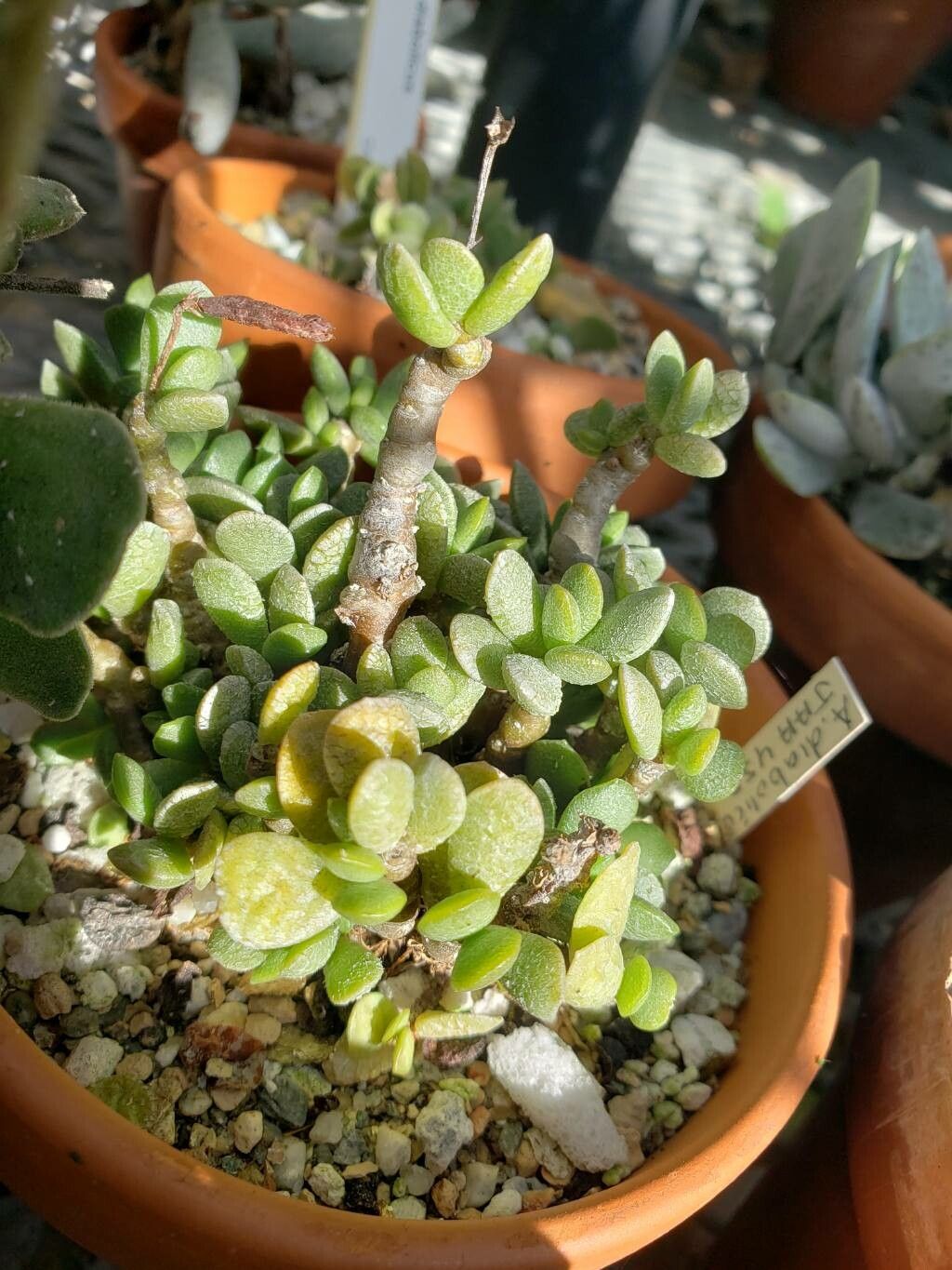 Adromischus diabolicus