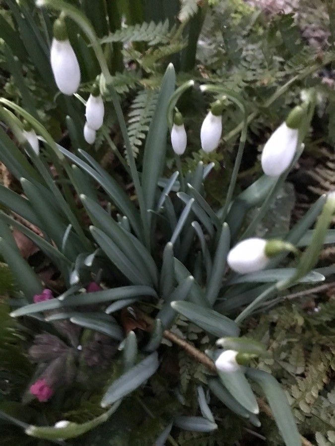 Galanthus plicatus — search result for 'Amaryllidaceae'
