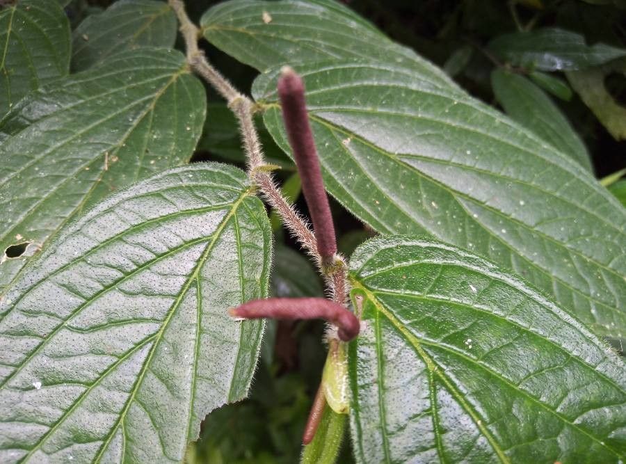 Piper pileatum — search result for 'Piper'