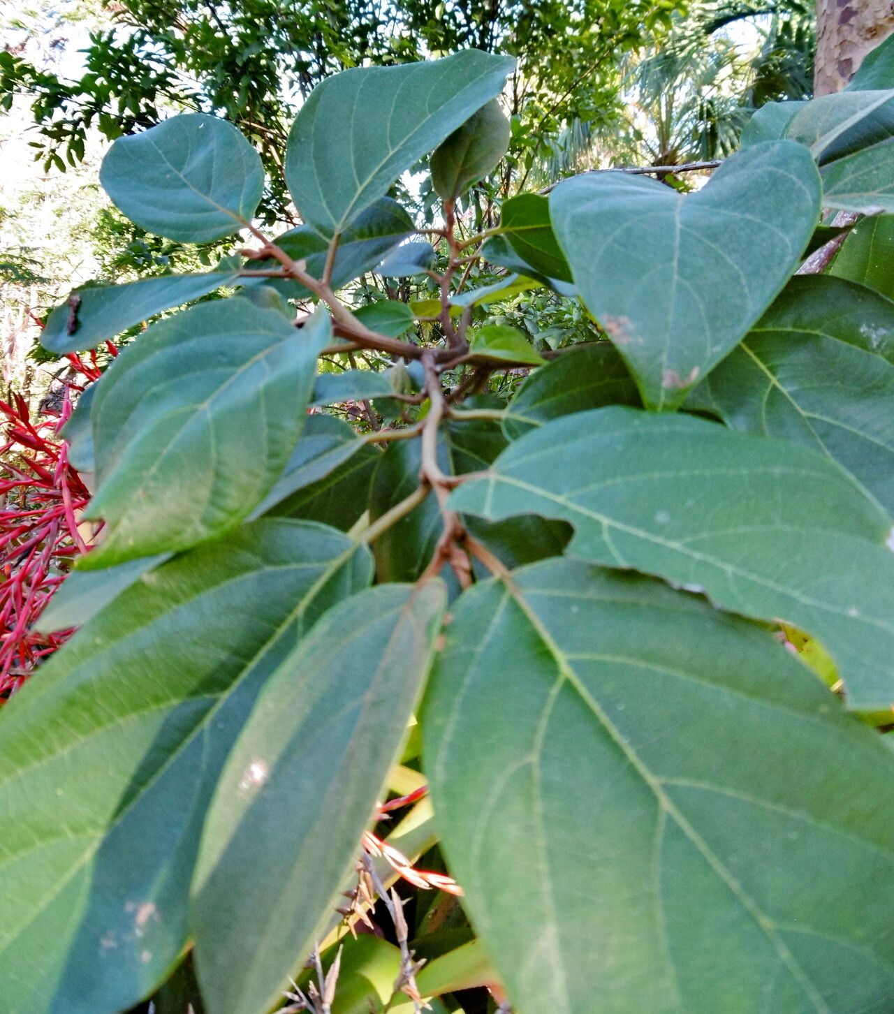 Colubrina arborescens leaf