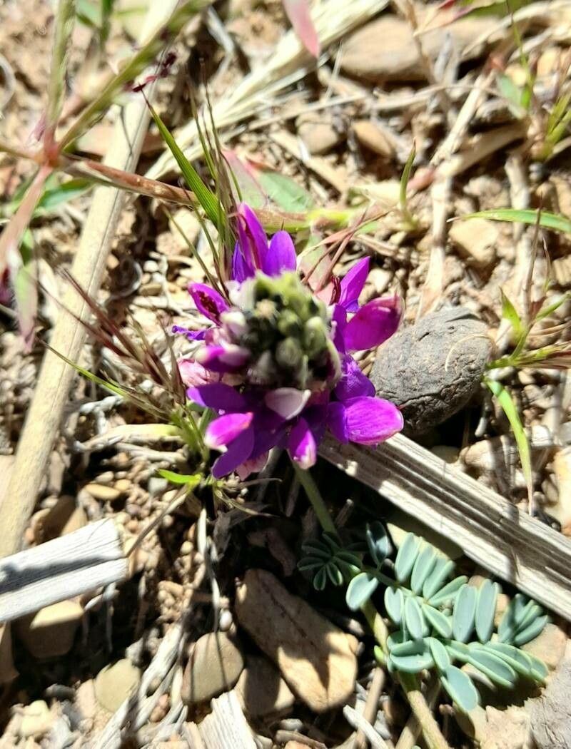 Dalea boliviana flower