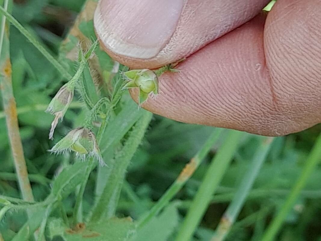 Convolvulus siculus fruit
