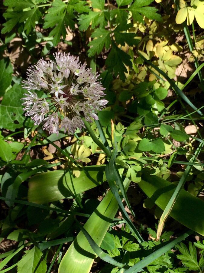 Allium grande — houseplant care guide