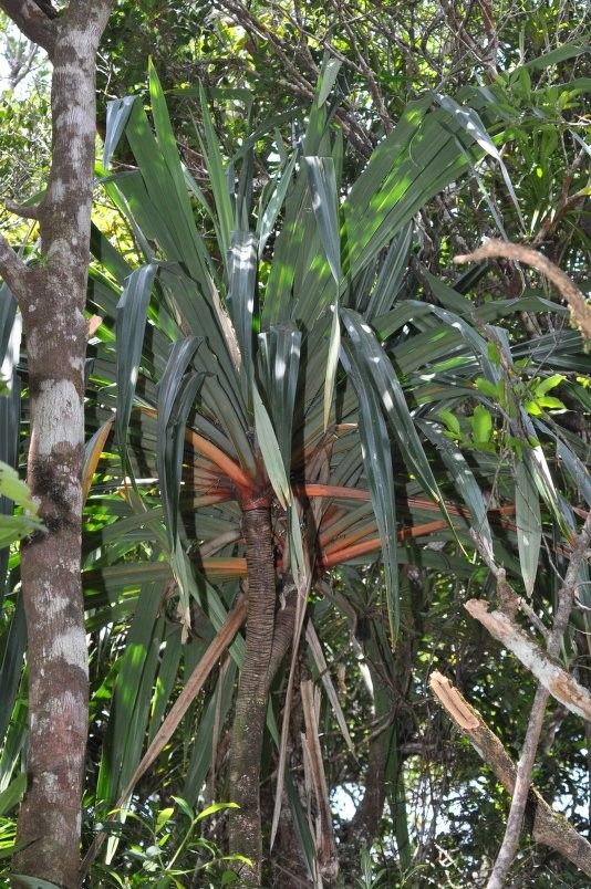 Pandanus aragoensis habit