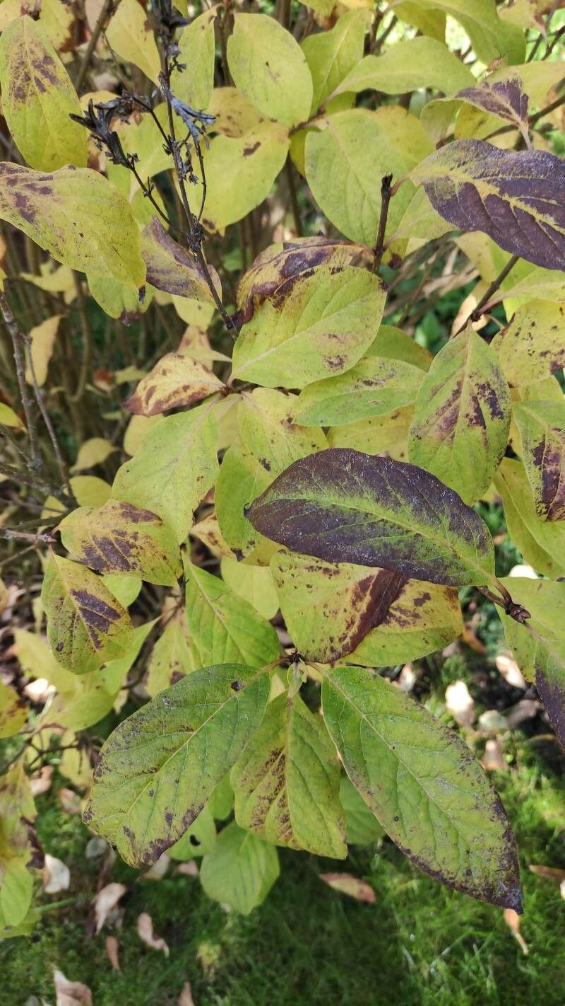 Syringa josikaea leaf