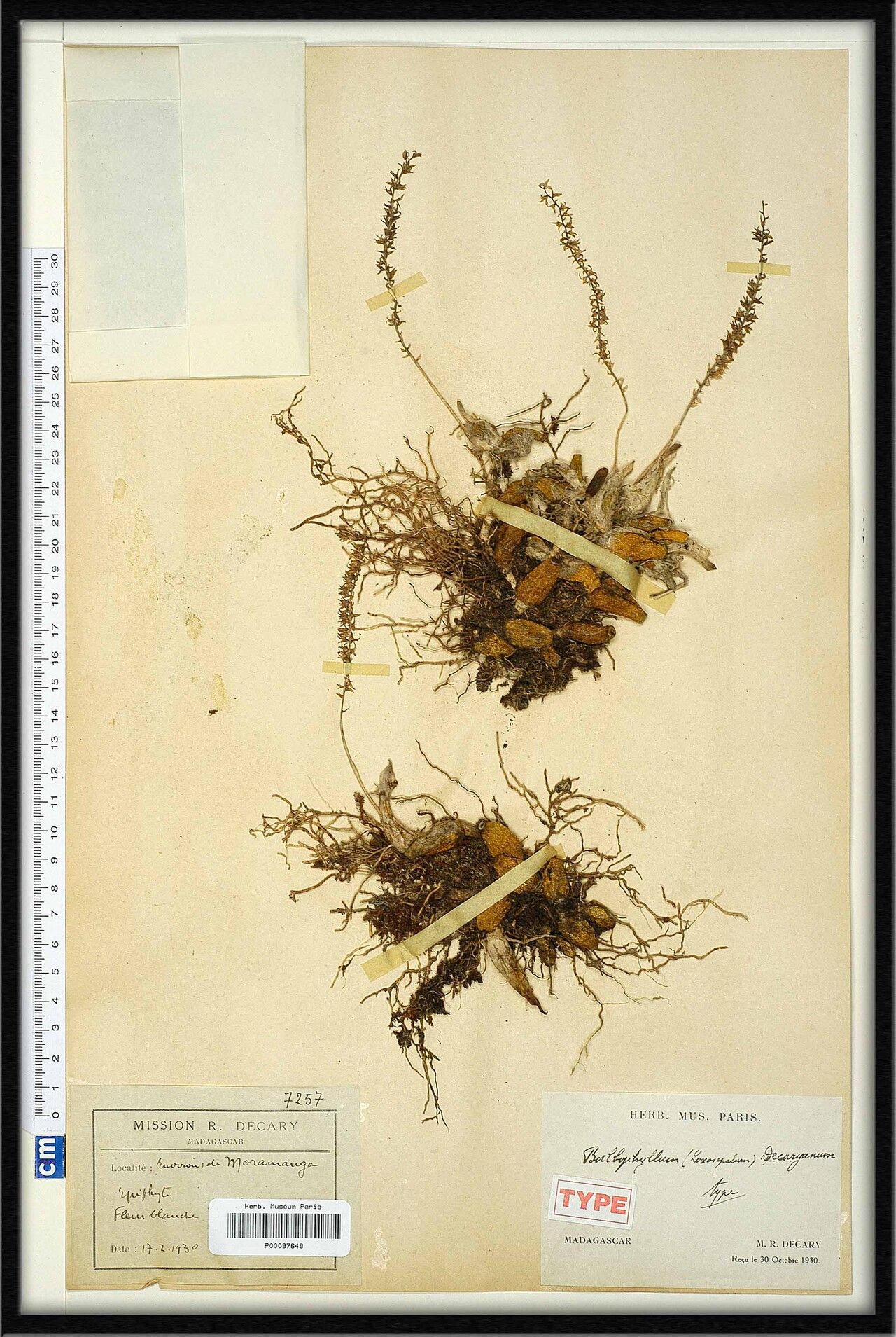 Bulbophyllum decaryanum — houseplant care guide