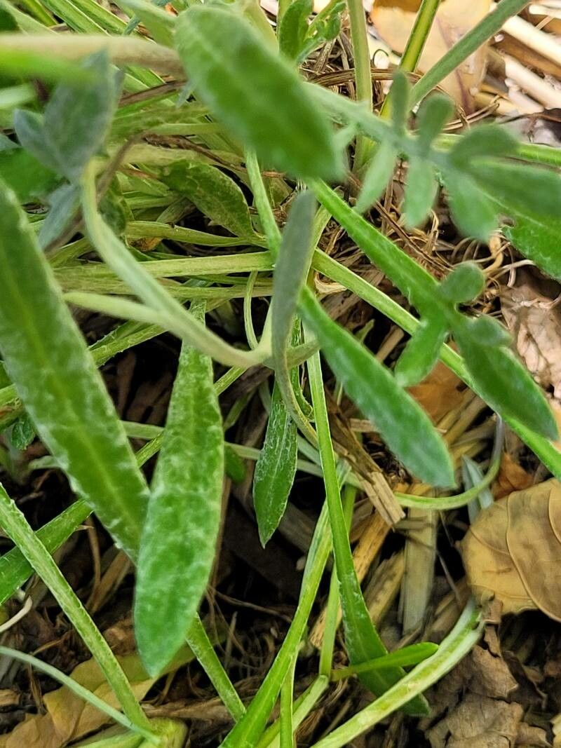 Gazania rigens var. uniflora x linearis leaf