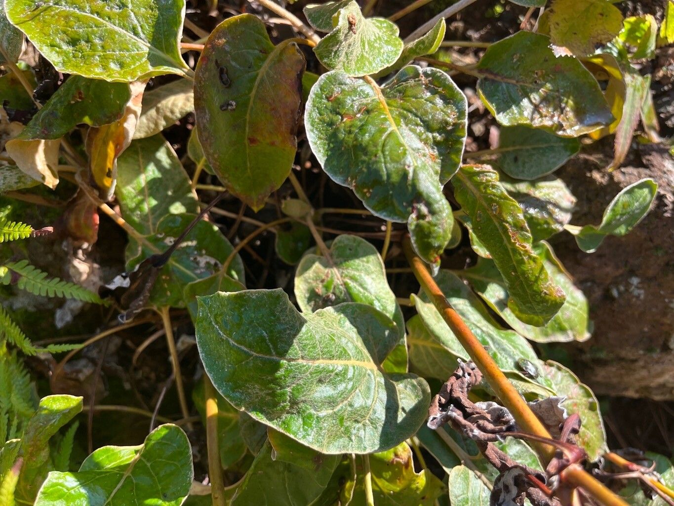 Eriogonum allenii leaf