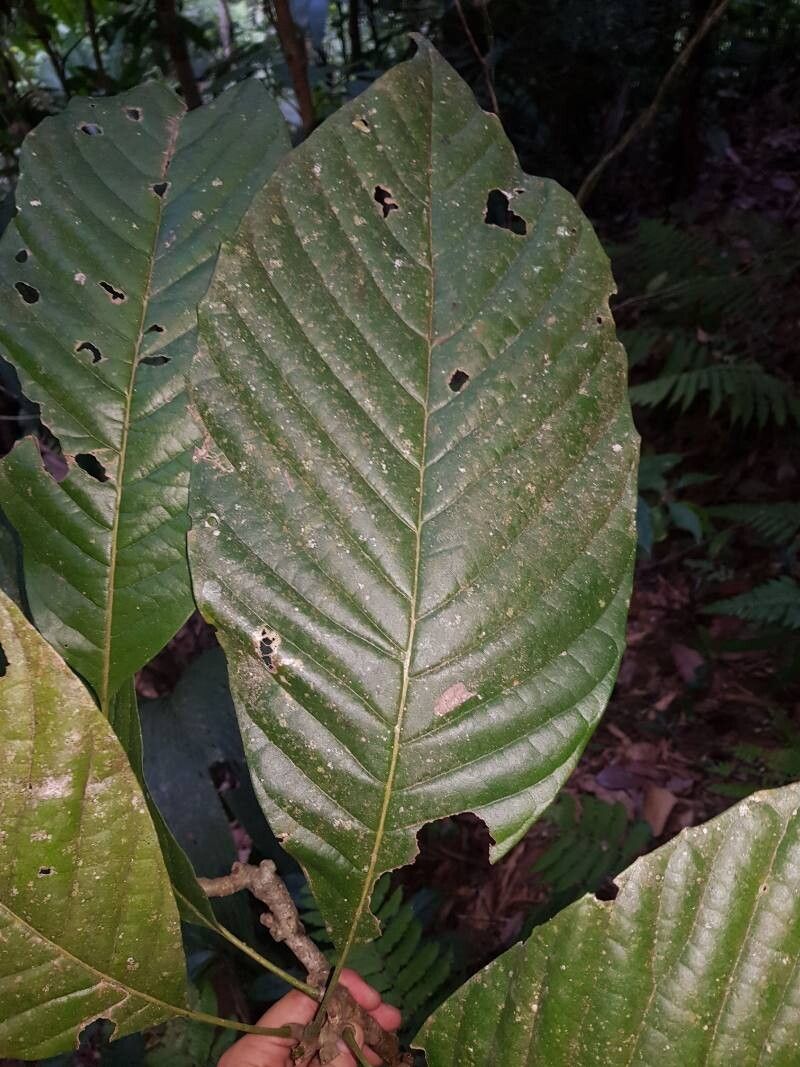 Meliosma allenii leaf
