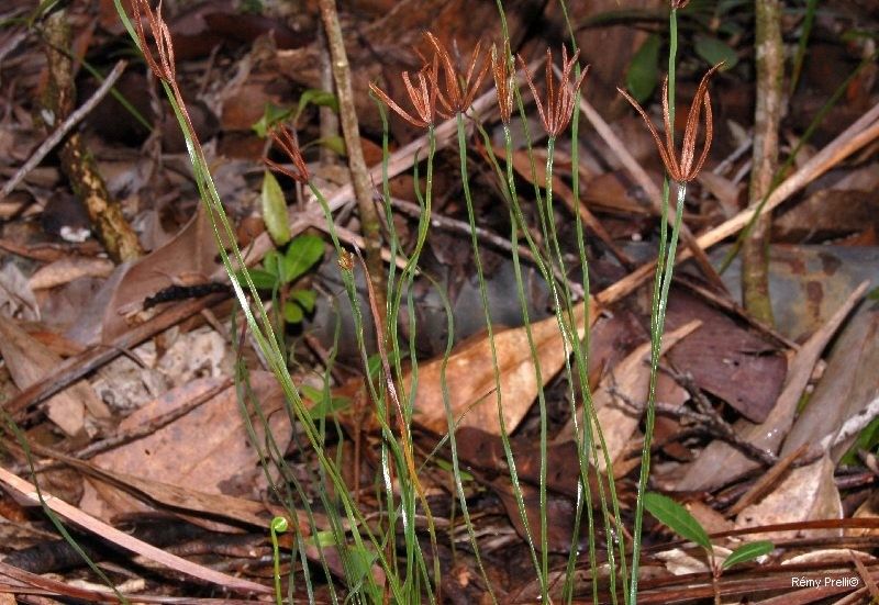 Actinostachys laevigata habit