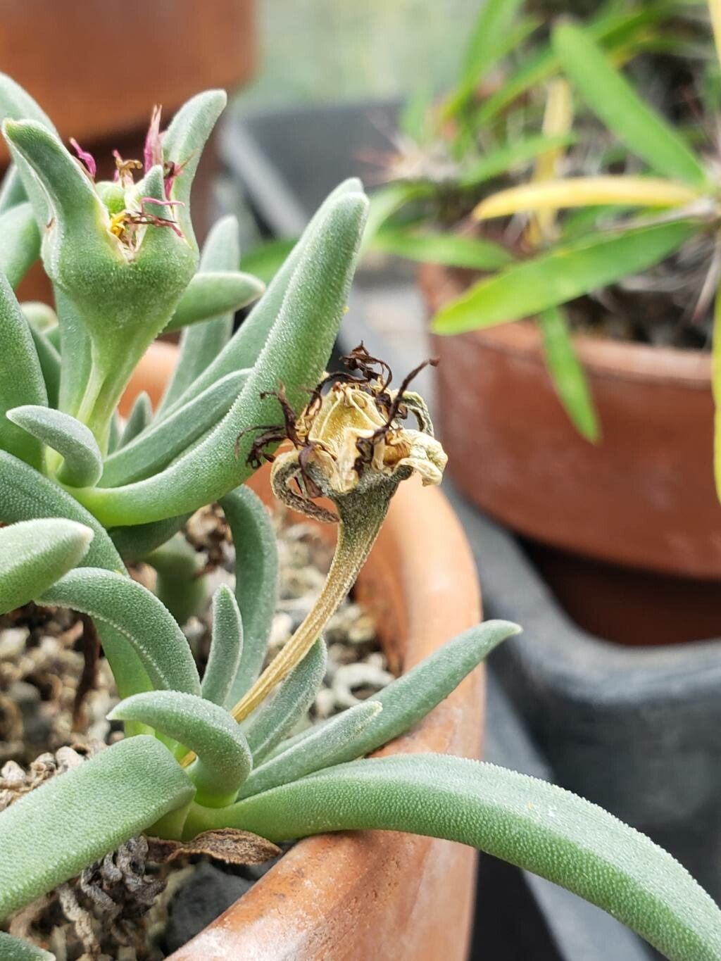 Delosperma harazianum fruit
